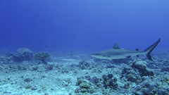 Grey Reef Shark