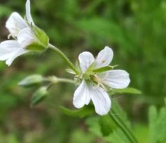 Geranium asiaticum