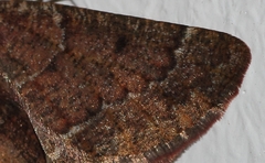 Drepanogynis miltophyris