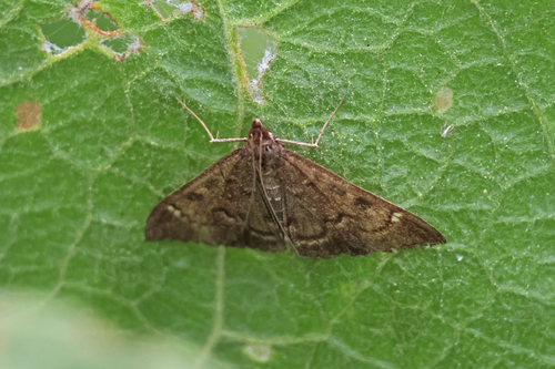 iNaturalist observation photo of Mecyna mustelinalis