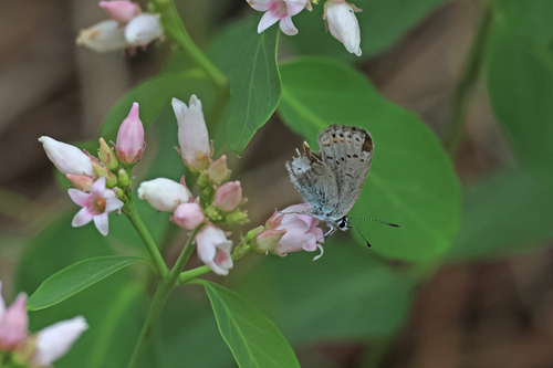 iNaturalist observation photo of Anna's Blue