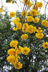 Handroanthus chrysanthus