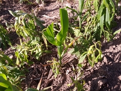 Zea mays mays