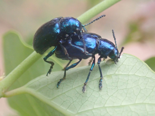 iNaturalist observation photo of Cobalt Milkweed Beetle