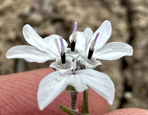 Image of Blepharipappus scaber by (c) Henrik Kibak, some rights reserved (CC BY)