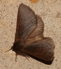 Phyllalia patens