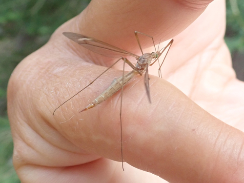 iNaturalist observation photo of Common Crane Flies