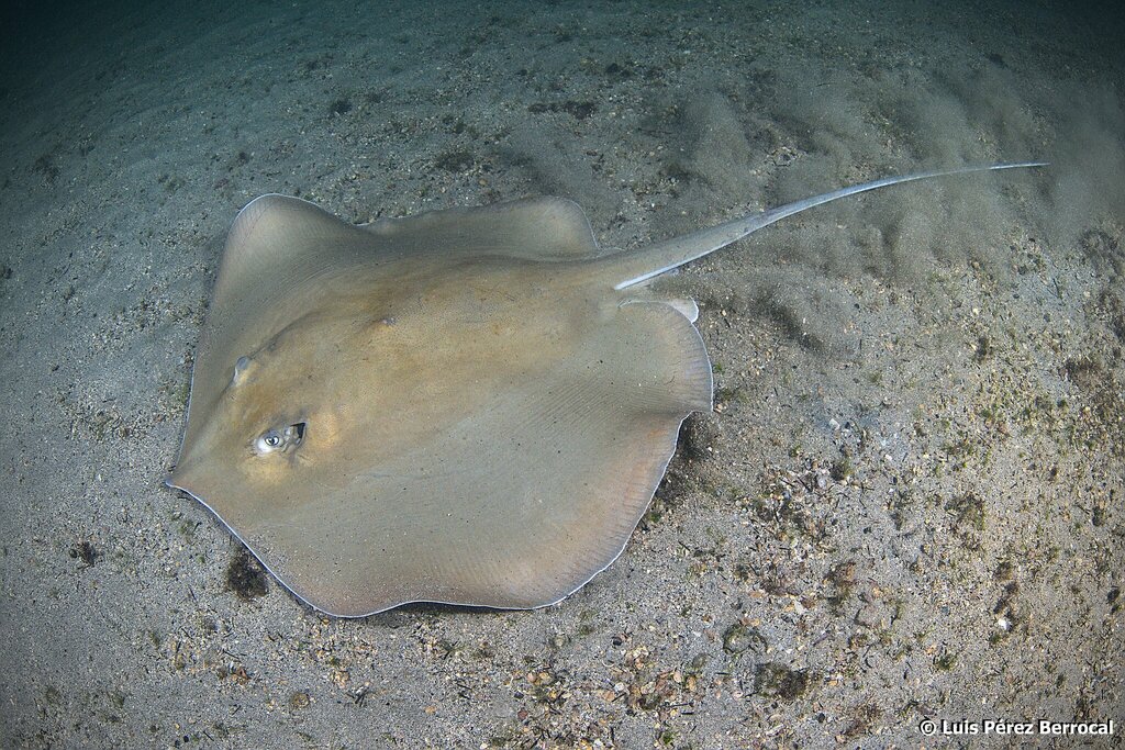 Pearl Whipray