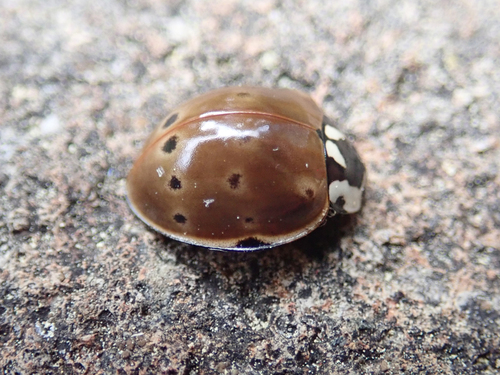 iNaturalist observation photo of Flying Saucer Lady Beetle