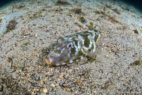 Guinean Puffer