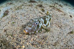 Guinean Puffer photo 2