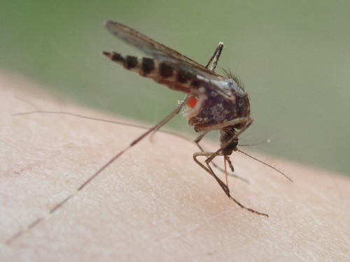 iNaturalist observation photo of Aedes