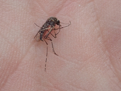 iNaturalist observation photo of Mosquitoes