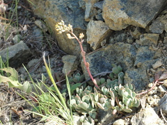 Sedum kiersteadiae