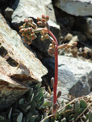 Sedum kiersteadiae