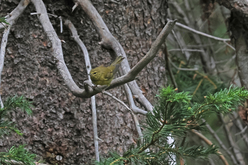 iNaturalist observation photo of Orange-crowned Warbler