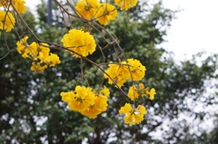 Handroanthus chrysanthus