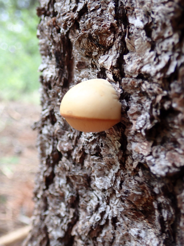 iNaturalist observation photo of Veiled Polypore