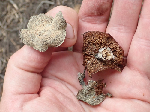 iNaturalist observation photo of Common Gilled Mushrooms and Allies
