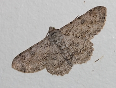 Ascotis reciprocaria