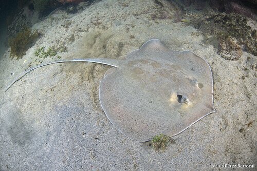 Pearl Stingray, photo 4 of 7