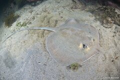 Pearl Whipray photo 4