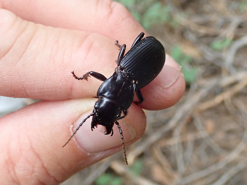 iNaturalist observation photo of Pterostichus lama