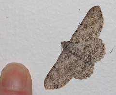 Ascotis reciprocaria