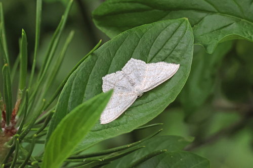 iNaturalist observation photo of Scopula