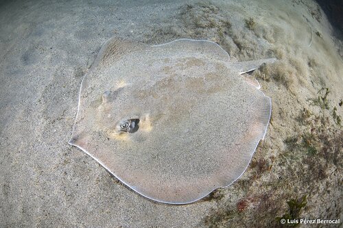 Pearl Stingray, photo 6 of 7