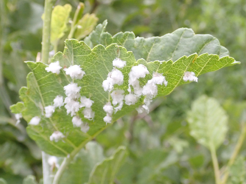 iNaturalist observation photo of Psylla floccosa