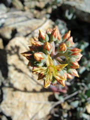 Sedum kiersteadiae