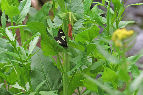 iNaturalist observation photo of Wild Forget-me-not Moth