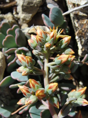 Sedum kiersteadiae