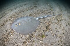 Pearl Whipray photo 2