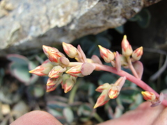 Sedum kiersteadiae