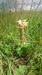 Orobanche caryophyllacea