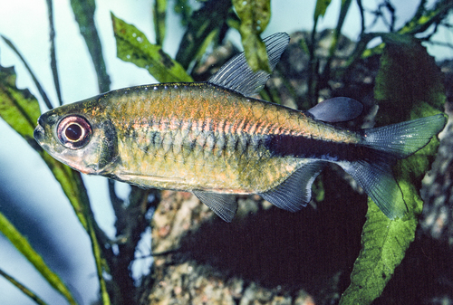 Large congo tetra (Phenacogrammus major) — Alestidae — 3