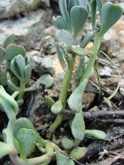 Sedum kiersteadiae