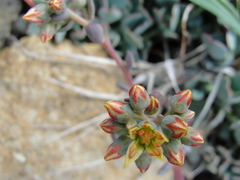 Sedum kiersteadiae
