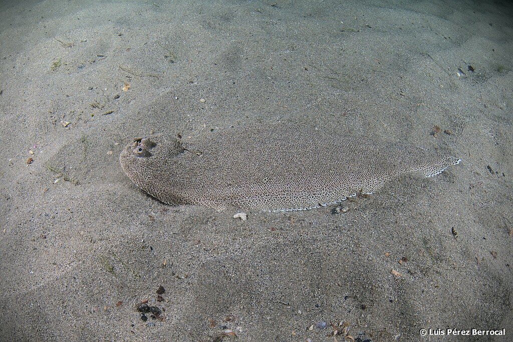 Portuguese sole (Dagetichthys lusitanicus) — Soleidae