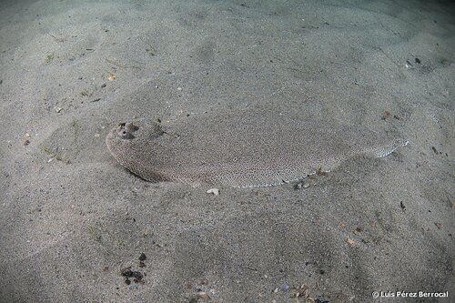 Portuguese sole (Dagetichthys lusitanicus) — Soleidae