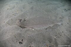 Portuguese Sole photo 3