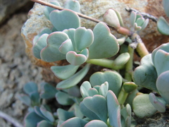 Sedum kiersteadiae