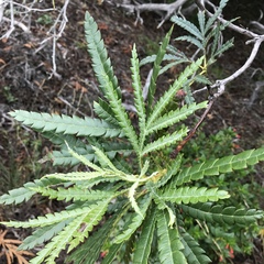 Lyonothamnus floribundus