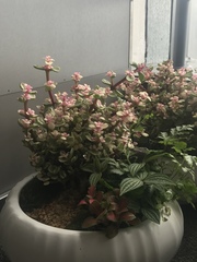Kalanchoe blossfeldiana