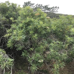 Lyonothamnus floribundus