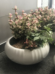 Kalanchoe blossfeldiana