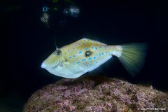 Dotterel Filefish photo 1