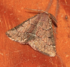 Drepanogynis miltophyris